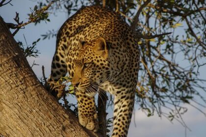 An image of a leopard resting on a tree in Sri Venkateswara Wildlife Sanctuary, Tirupati.