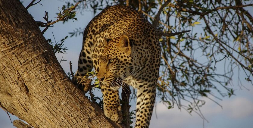 An image of a leopard resting on a tree in Sri Venkateswara Wildlife Sanctuary, Tirupati.