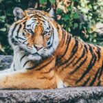 An image of a royal tiger resting in its natural habitat in Srisailam Wildlife Sanctuary.