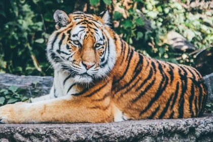 An image of a royal tiger resting in its natural habitat in Srisailam Wildlife Sanctuary.