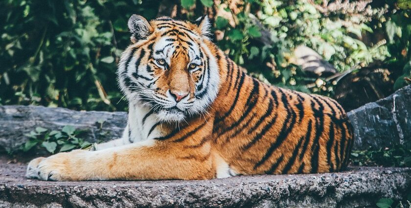 An image of a royal tiger resting in its natural habitat in Srisailam Wildlife Sanctuary.