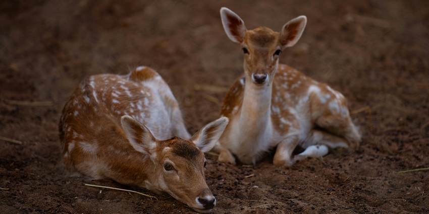 Make sure you observe the rules of the Chail Wildlife Sanctuary and do not disturb the animals