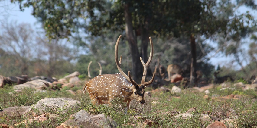 A serene view of Deer Park, showcasing lush greenery and a peaceful atmosphere.