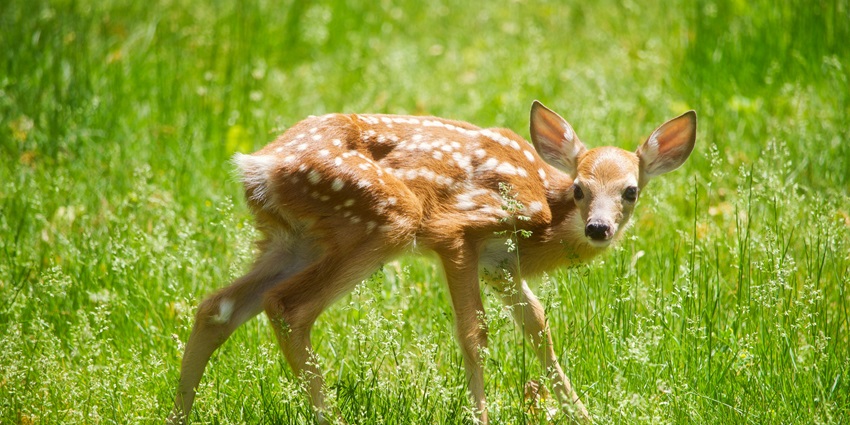 Image of a brown and white deer standing on green grass during daylight.