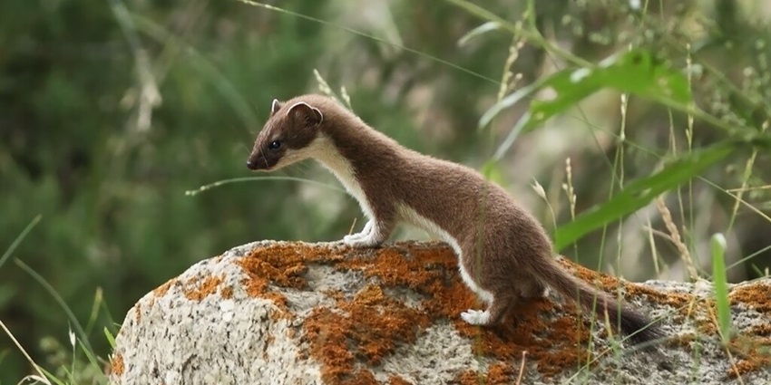 Visit this wildlife sanctuary in Chail and experience the magic of the rich biodiversity of the region