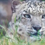 A snow leopard in a national park in Manali with the backdrop of the lush greenery of deodar trees