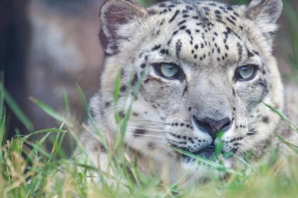 A snow leopard in a national park in Manali with the backdrop of the lush greenery of deodar trees