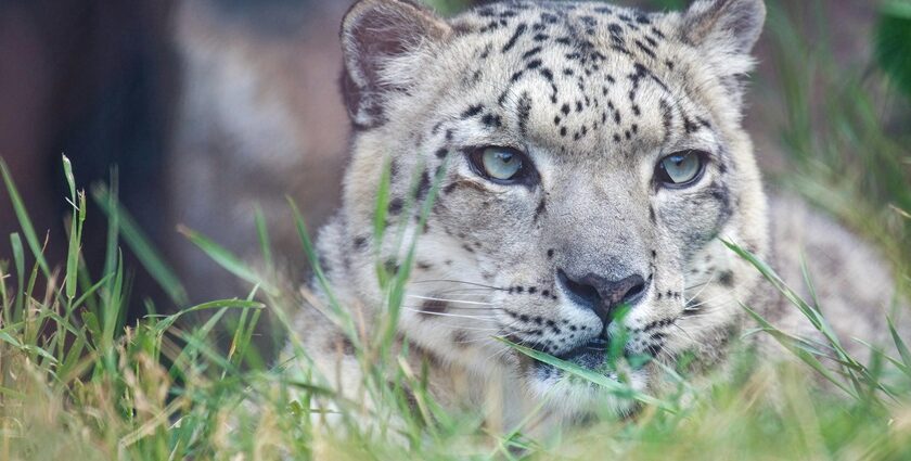 A snow leopard in a national park in Manali with the backdrop of the lush greenery of deodar trees