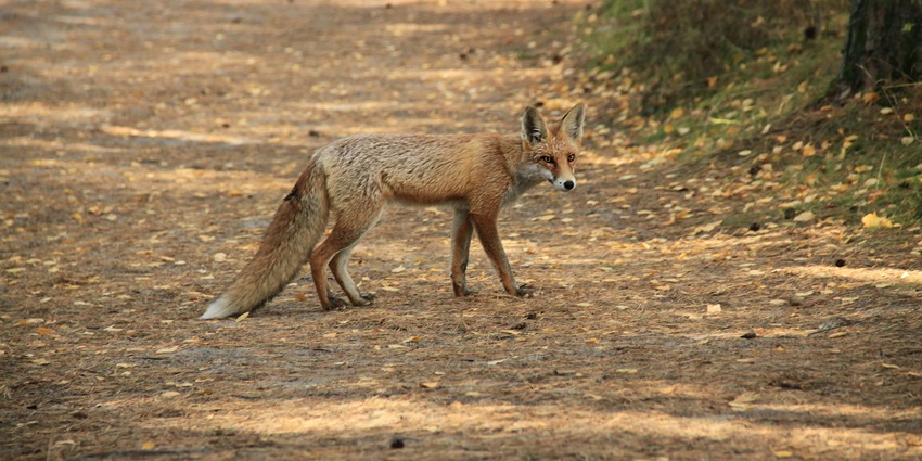 A picture of a fox roaming around the deserted expanses of one of the top zoos in Rajasthan