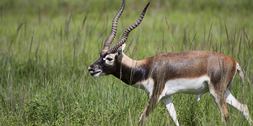 Abohar Wildlife Sanctuary is situated in the Fazilka district of the state of Punjab.