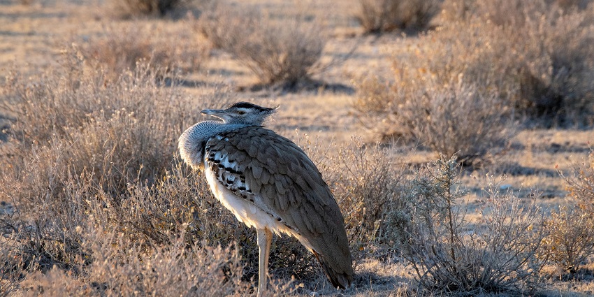 Witness a several number of Kori Bustard on Dry Land on your visit to this sanctuary.
