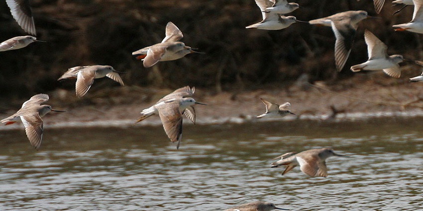 Witness a diverse range of birds and ecosystems on your visit to this wildlife sanctuary.