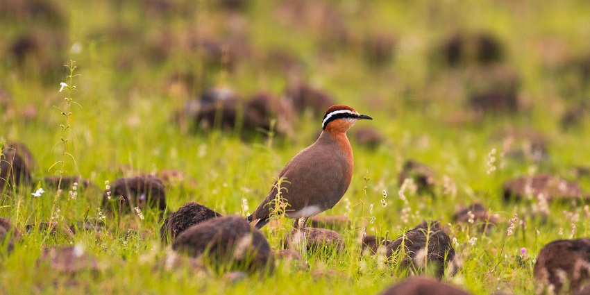 See the unique brown birds and other species on your visit to sanctuary in Andhra Pradesh.
