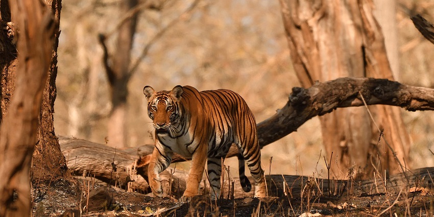 An image of a subadult tiger taking a stroll in its natural habitat in the wildlife sanctuary.
