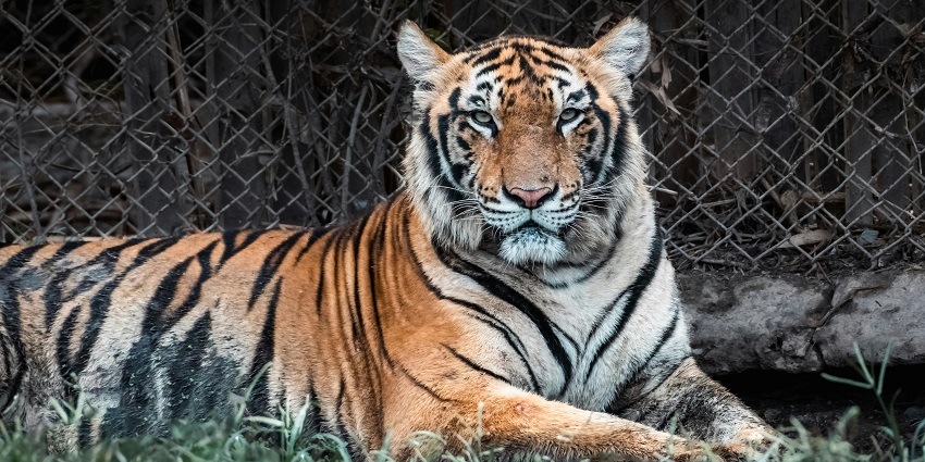 A glimpse of a tiger sitting on the green sprawling grounds of the tourist attraction.