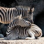 Two zebras standing side by side in a grassy field, showcasing their distinctive stripes, similar to Gwalior zoo