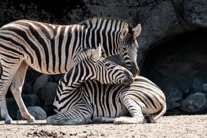 Two zebras standing side by side in a grassy field, showcasing their distinctive stripes, similar to Gwalior zoo