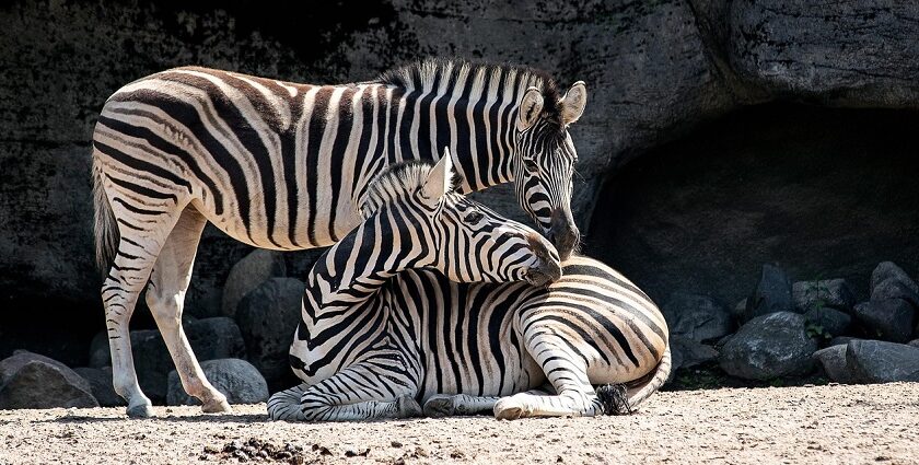 Two zebras standing side by side in a grassy field, showcasing their distinctive stripes, similar to Gwalior zoo