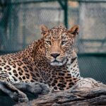 A leopard perched on a branch, captured at Indore Zoo in Madhya Pradesh