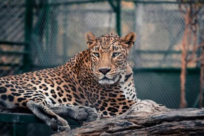 A leopard perched on a branch, captured at Indore Zoo in Madhya Pradesh