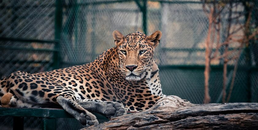 A leopard perched on a branch, captured at Indore Zoo in Madhya Pradesh