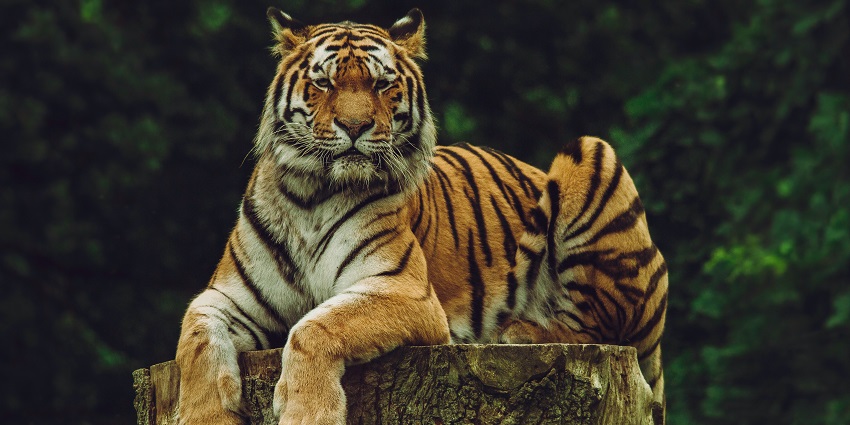 A breathtaking view of an orange and black tiger sitting on a wooden slab during the day.