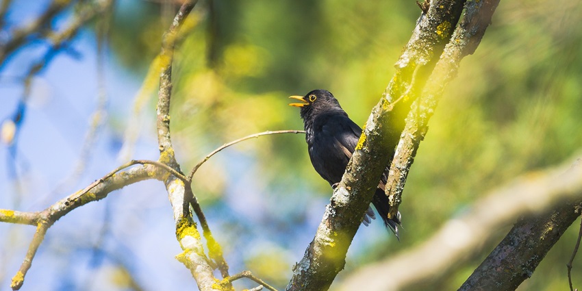 Image of a black bird sitting on a branch in its natural habitat, surrounded by lush greenery