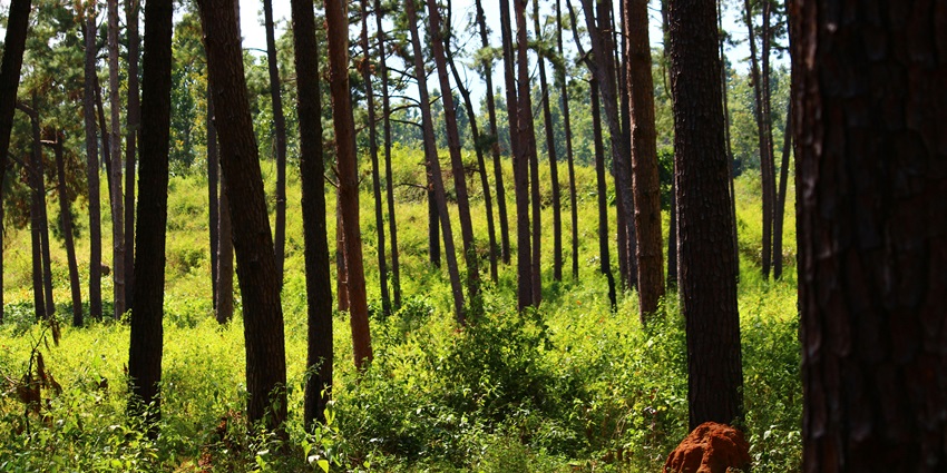 Achanakmar-Amarkantak Biosphere Reserve is one of the best places to visit in Amarkantak for nature lovers