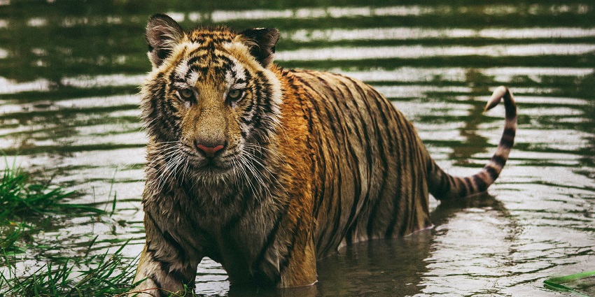 A tiger at the Achanakmar Tiger Reserve, one of the best national parks in Chhattisgarh.