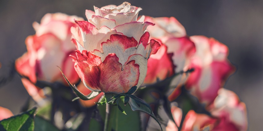 Admire the colourful seasonal flowers at the scenic Rohtak Rose Garden in Rohtak.