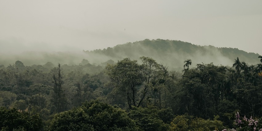 The abundant biodiversity, waterfalls, and misted lush greenery in Agumbe for all.