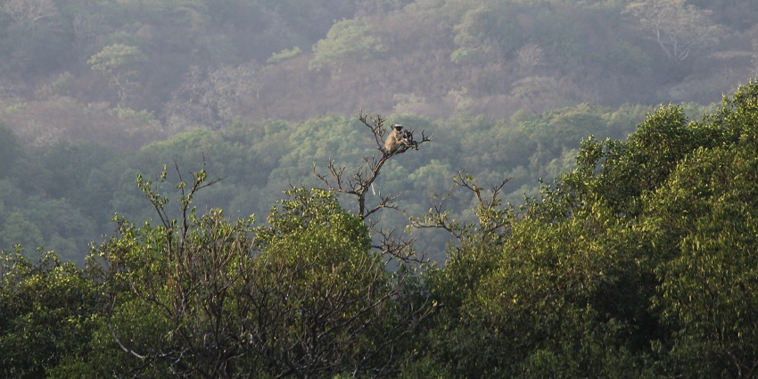 Ahupe Waterfalls, famous tourist places in Bhimashankar cascades amidst lush forests.