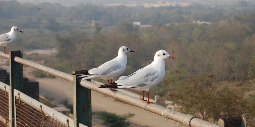 Beautiful picture of the pigeons sitting on the railing of the Aji Dam Garden and zoo in Rajkot