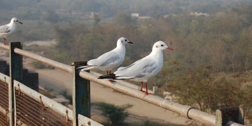Birds perched on a fence at Aji Dam, overlooking the calm water and scenic surroundings.