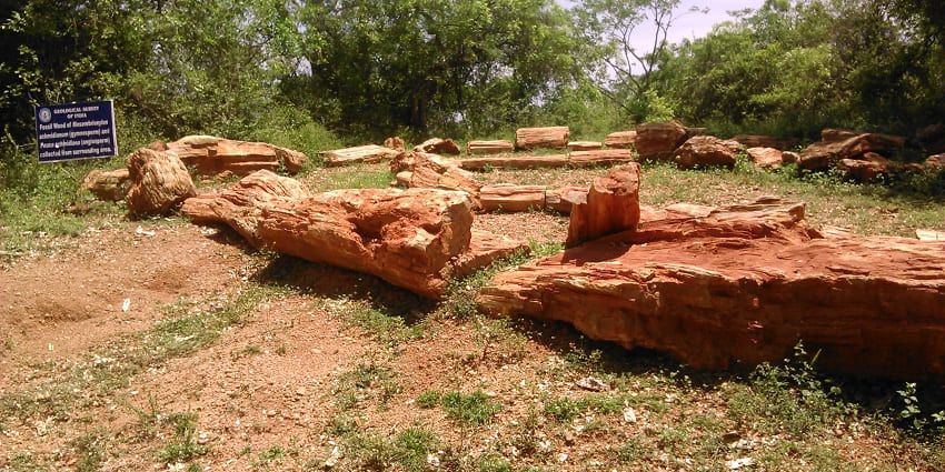 Photo of fossils amidst the lush forests of Akal Wood Fossil Park