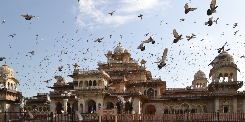 A glimpse of a herd of bird flying over the iconic Albert Hall Museum in Rajasthan.