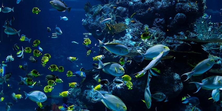 A beautiful view of a lot of small fish swimming underwater surrounded by coral reefs.