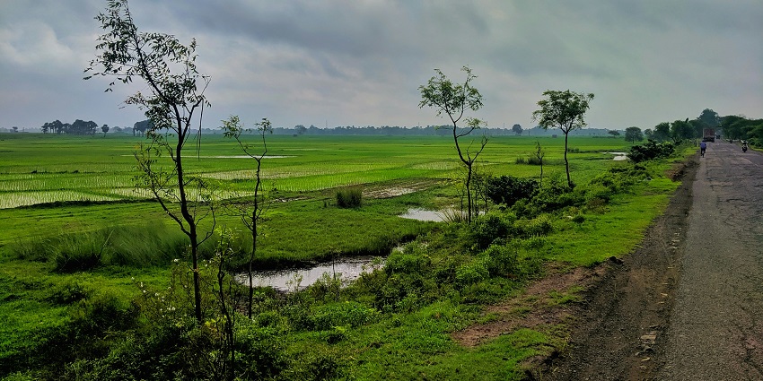 Scenic view of the lush fields of Alurkona, a quaint village near the temple