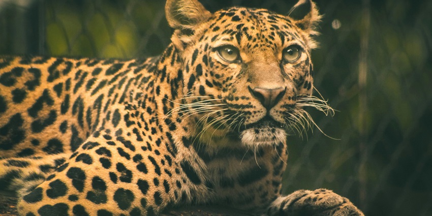 A leopard at the Amagarh Leopard Reserve, one of the top wildlife sanctuaries in Jaipur.