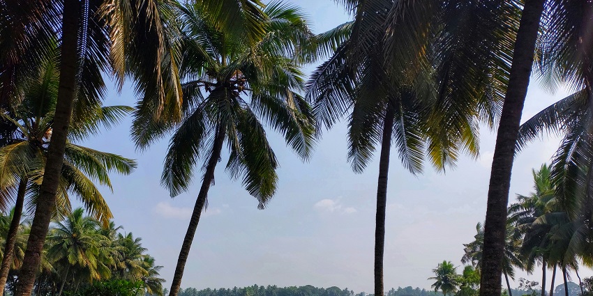 A mesmerising view of Amalapuram, one of the quaint places to visit near Annavaram.
