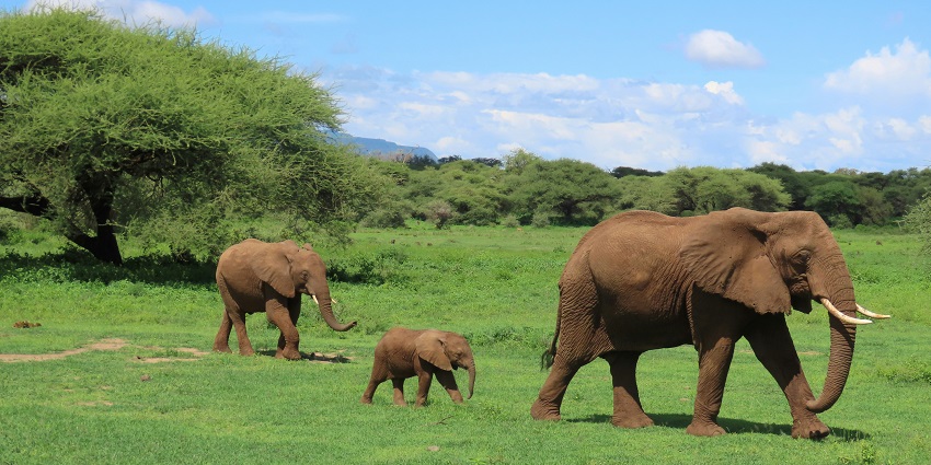 A glimpse of an elephant family spotted walking on the lush green sprawling fields.