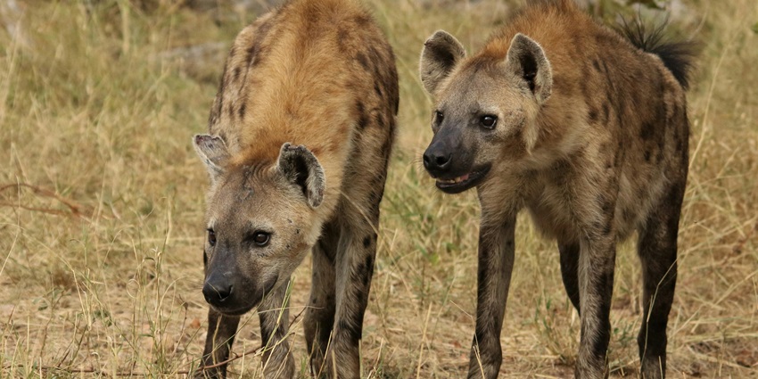 A hyena at Amber Forest Reserve, one of the famous wildlife sanctuaries in Jaipur.