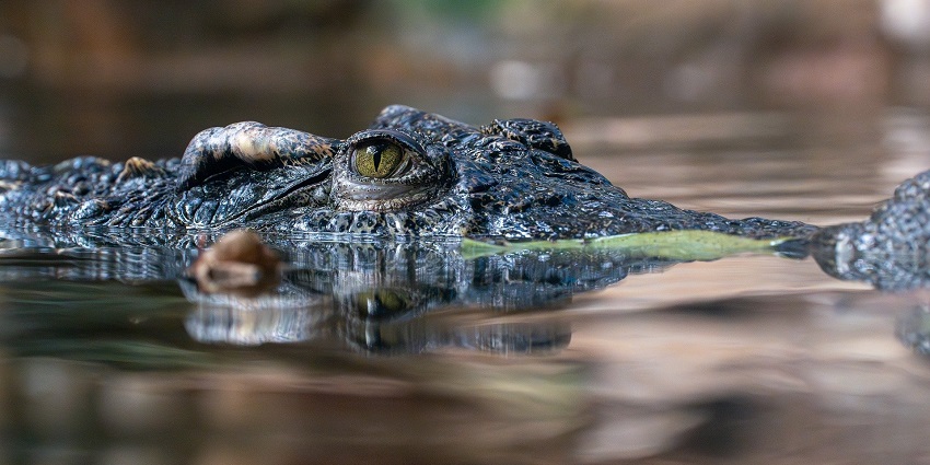 A close-up of a Siamese crocodile basking near a water body, showcasing its textured scales and powerful jaw.