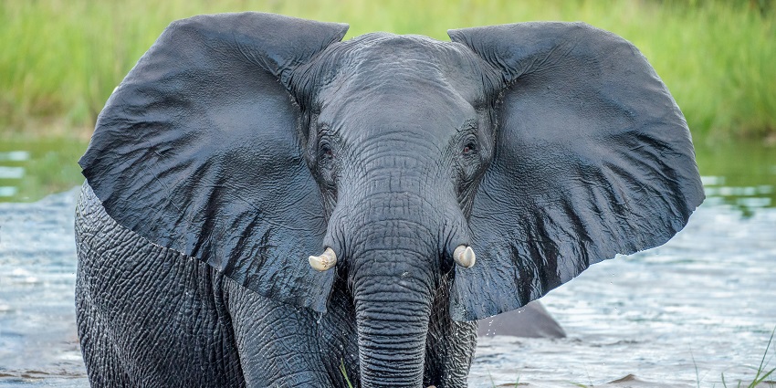A serene grey elephant wades through calm water, showcasing its majestic presence in nature.