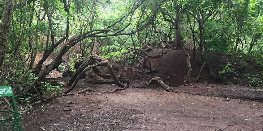 Trail in Ananthagiri Hills, one of the best places to visit in summer in andhra pradesh