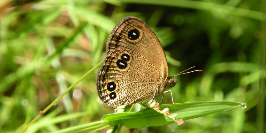 The Annapurna Butterfly Museum, one of the top places to visit in Pokhara in Nepal.