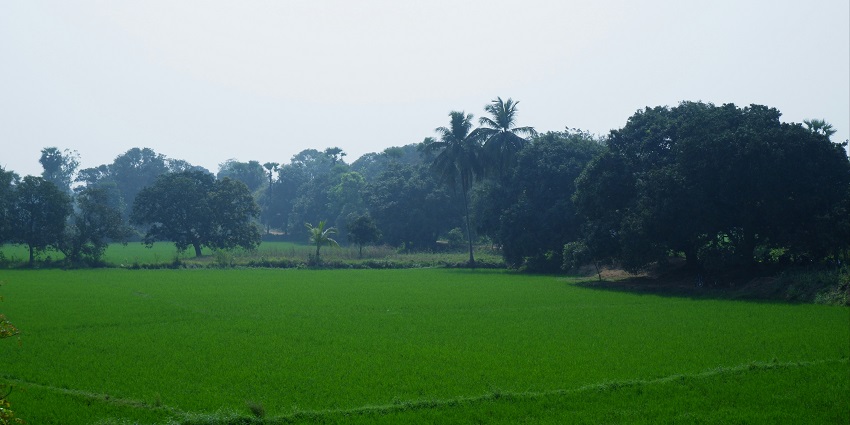 A view of lush green fields of Annavaram, one of the top places to visit near Kakinada.
