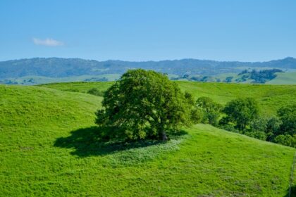 A glimpse of lush green sprawling fields dotted with dense trees in Andhra Pradesh.