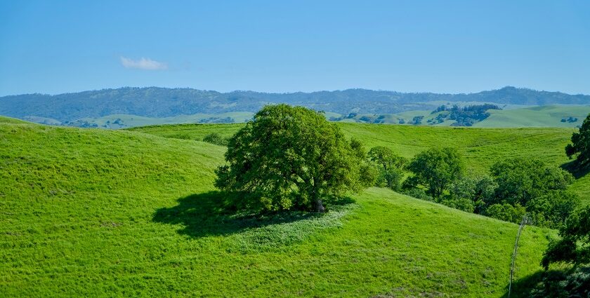 A glimpse of lush green sprawling fields dotted with dense trees in Andhra Pradesh.