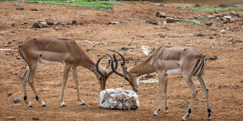 An image of two antelopes standing in the forests of the state of Andhra Pradesh.